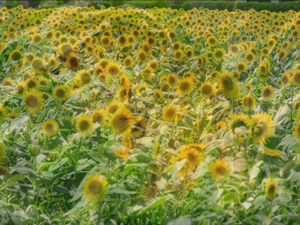 ひまわりの歌（Sunflower）