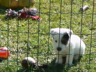 CHIOTS 001