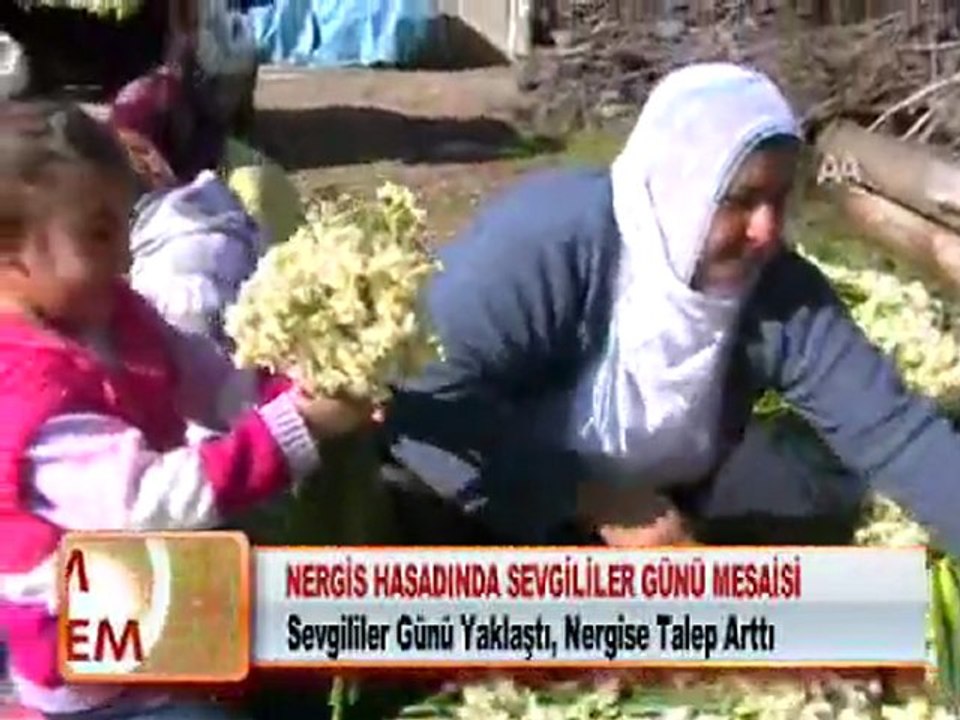 NERGİS HASADINDA SEVGİLİLER GÜNÜ MESAİSİ 10.02.2012
