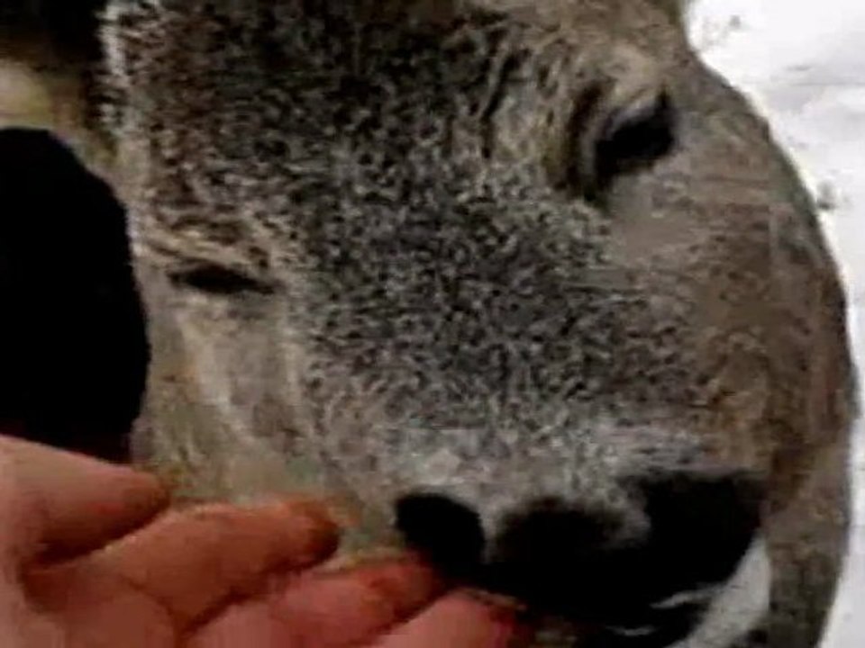 Zobacz jak walczy młody kozioł sarny europejskiej !