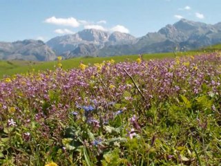 ALI AMRANE anef iyi kan