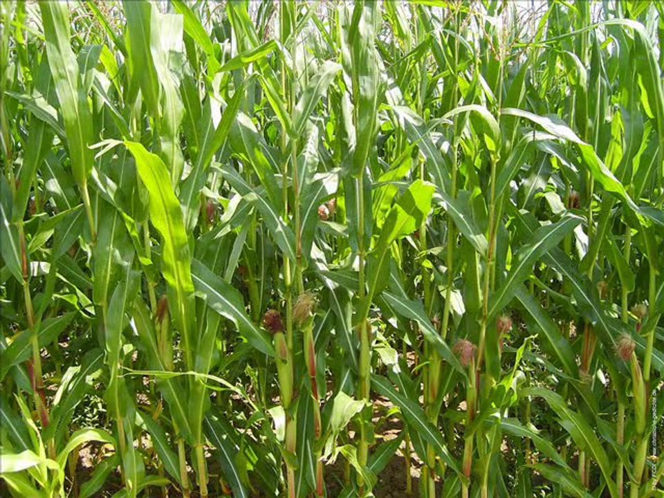 Film Kein Mensch kann vor Gott bestehen!