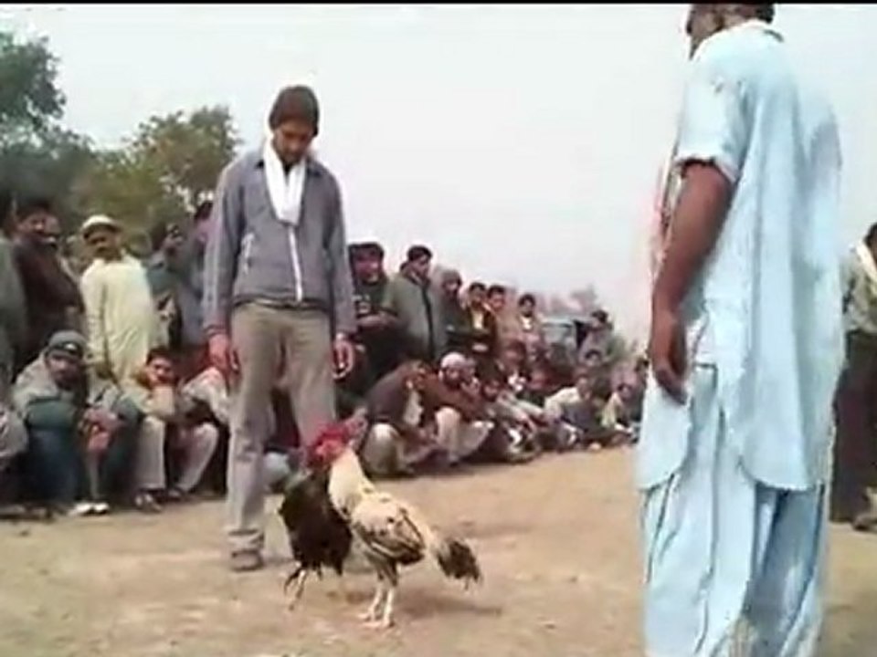 Pagal Aseel Part-2-1 (Aamir Khan's Aseel)