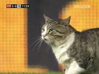 Cat enters the pitch during the match -  Liverpool  vs Tottenham