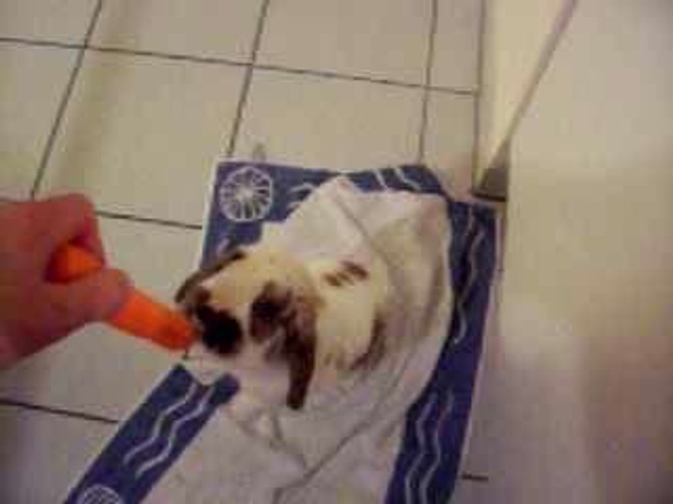 Boby et la carotte