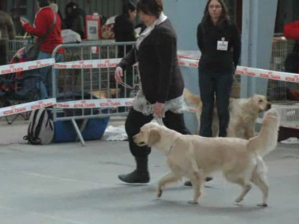 Exposition canine internationale CACS CACIB Niort 2012 Classe ouverte femelle Cybèle 1ère