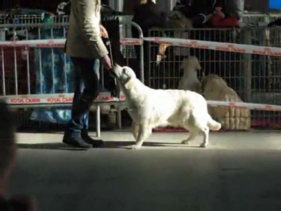 Exposition canine internationale Niort 12-2-12 classe jeune femelle Guidelle 1ière
