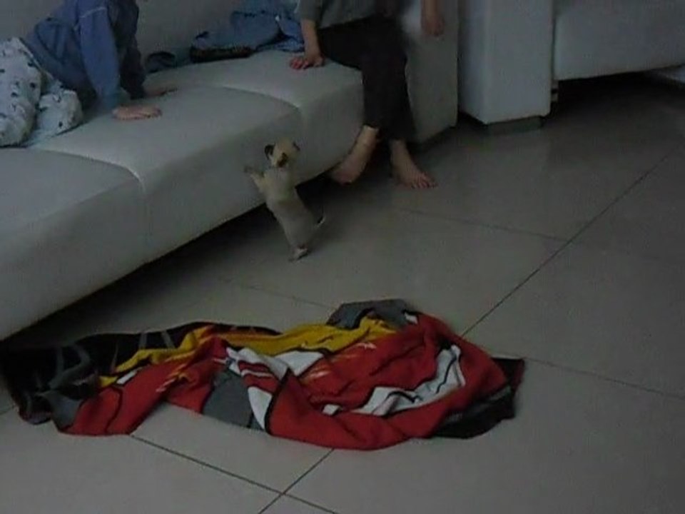 Lukas joue avec Jibi notre petit chihuahua (Même pas 24h après on arrivée chez nous)