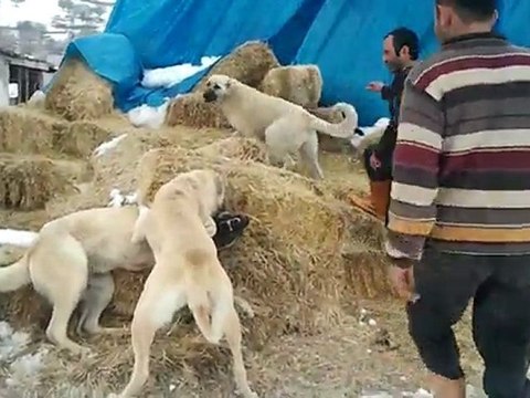 KIRIKKALEDEN KARA DURSUNUN TOYGAR BULUT DİŞİ YAVRULARI [KESKİN KANGAL]