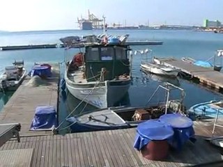 moria di pesci in golfo