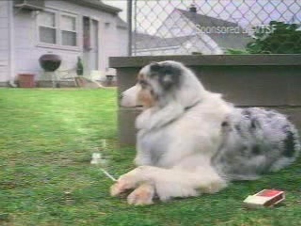 Good dog