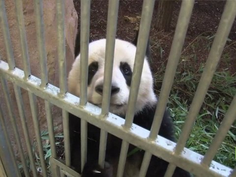 Les pandas, un trésor symbolique des espèces menacées