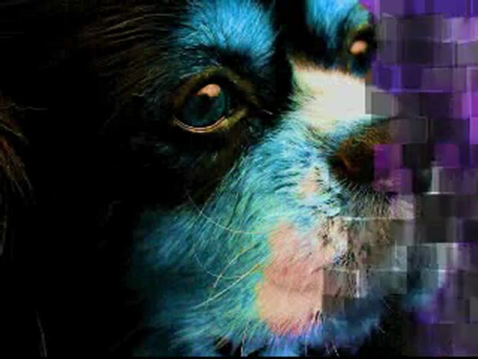 exposition canine de Poitiers 2011