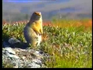 cocuklar icin 1 yaratilis gercegi butun canlilarin yaraticisi allahtir