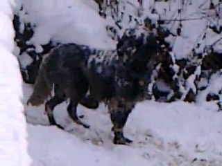 Yürüyen kuş :)