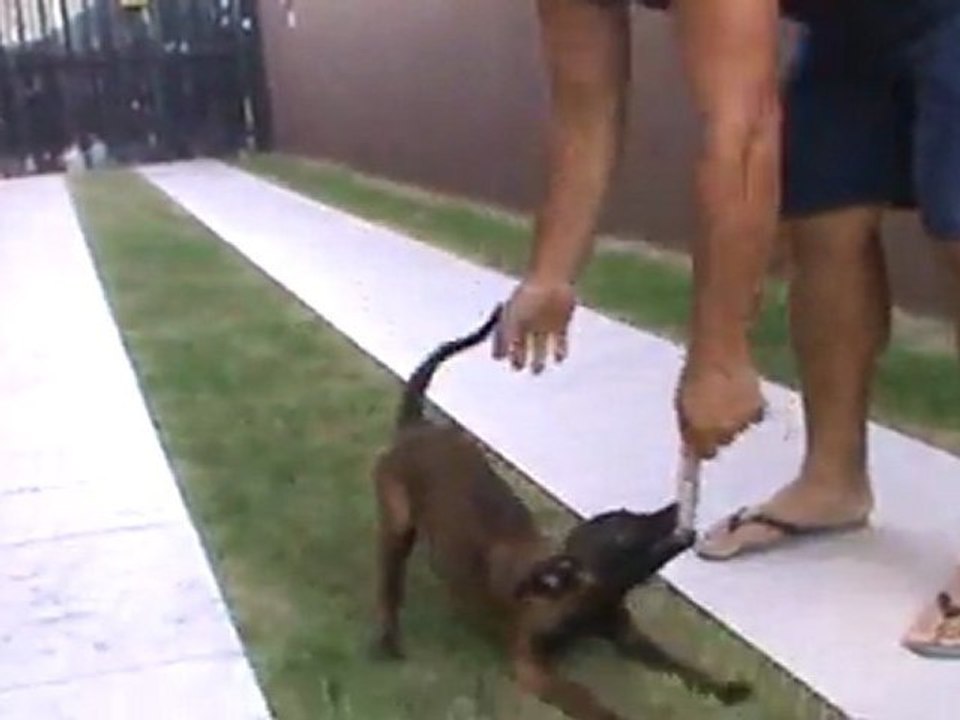 Filhote Fêmea de Pastor Belga Malinois de 2 Meses e Meio à Venda Filha de Echo Des Loups Mutins VS Etna Des Loups Mutins Importados da França