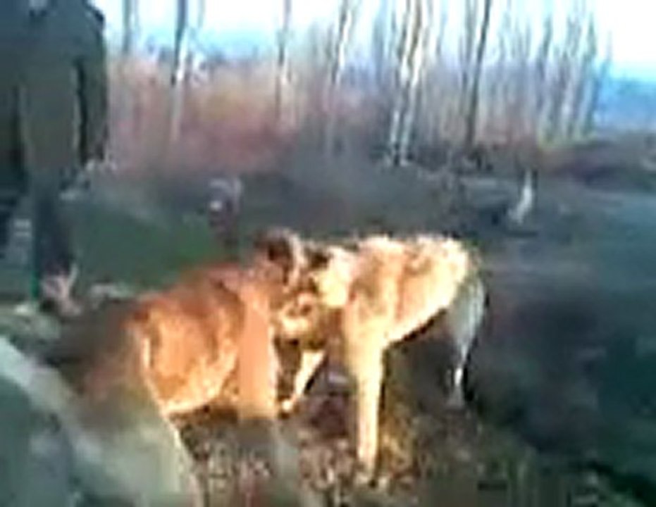 KARA DURSUNUN KILLI& ASLAN