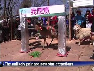 China zoo holds Valentine wedding for deer and ram