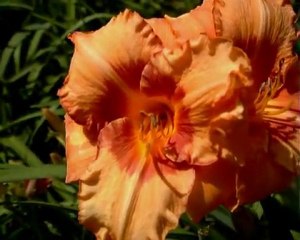 35 CHERRY EYED PUMPKIN2