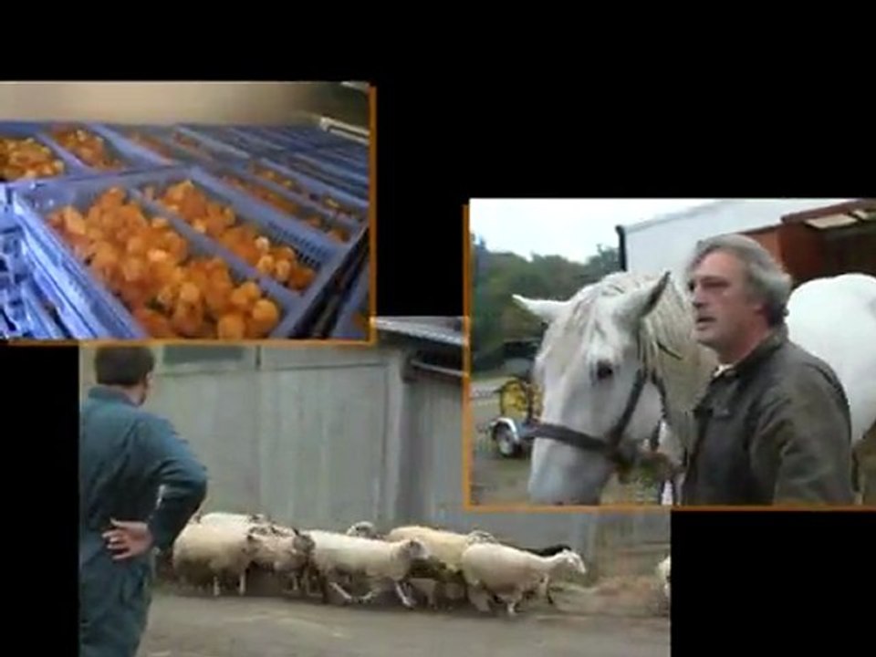 La formation au transport des animaux vivants, en France.