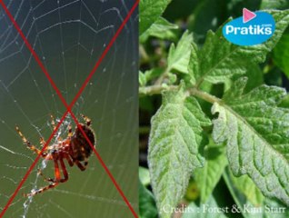 Comment chasser les araignées de façon naturelle ?