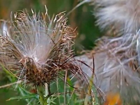 Tobie i mnie-Trubadurzy (ela544)