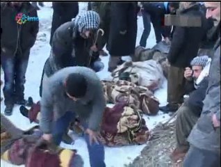 Roboski Katliamı'ndan sağ kurtulan tek kiş İMC'ye konuştu