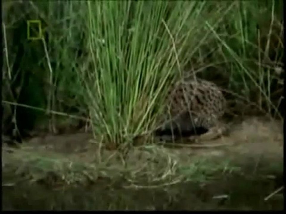 Vaşak Kedisinin Kuş Avı www.belgeselizle.org