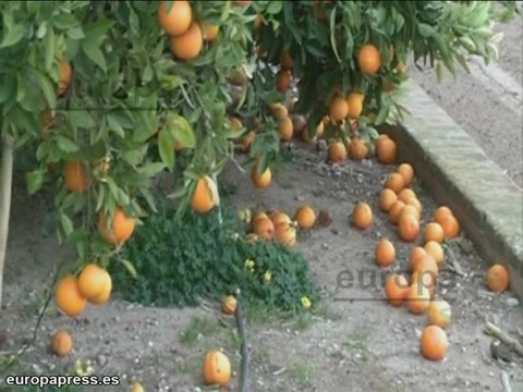 La ola de frío arrasa cosechas en Valencia