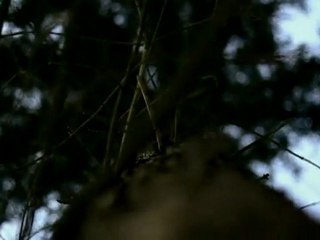 Before nightfall in dark forest