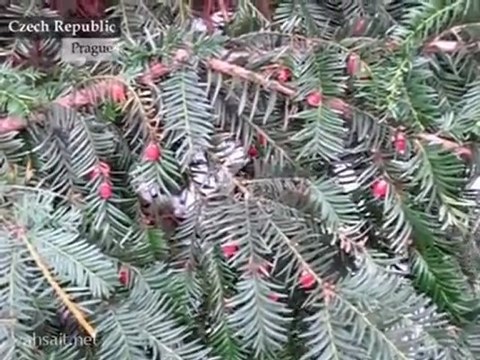 Пешком по Праге _ Prague by foot