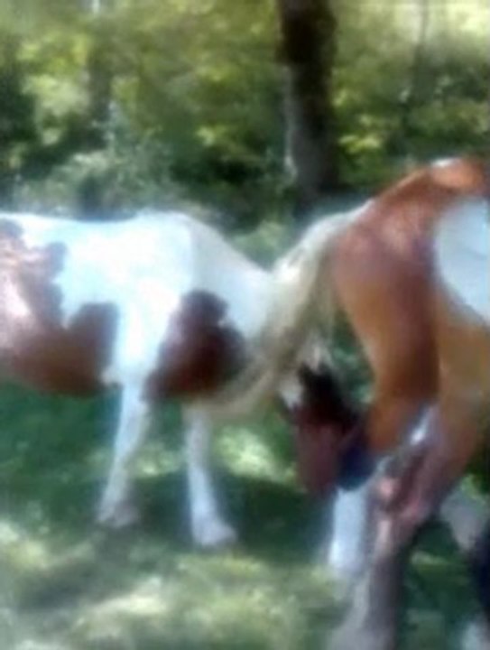 Film chevaux,Energie Spiriruelle