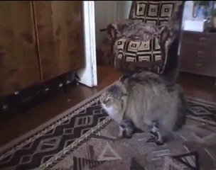 NONONONO Cat - Le chat qui dit non