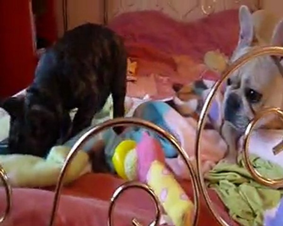 Golden King et sa maman, Emeraude. 15 février 212.