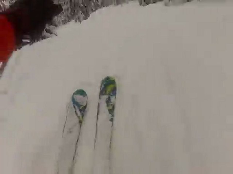 Domi dans les bois