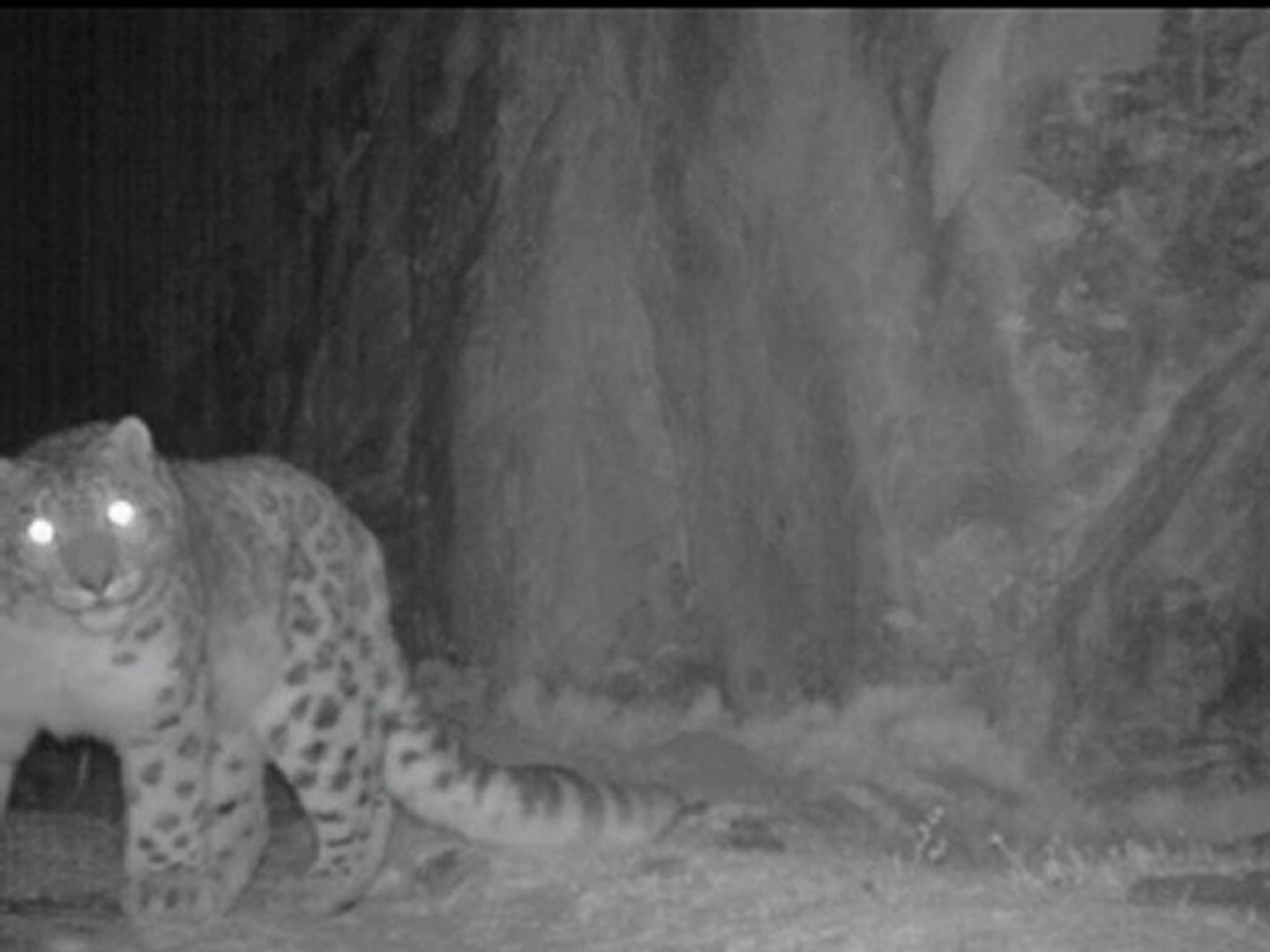⁣Amazing video of snow leopards living in Bhutan