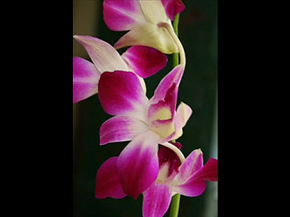 Bülent  SERTTAŞ   " AĞLAMA  MELEĞİM  "