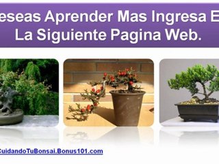cuidados del bonsai - como cuidar un bonsai