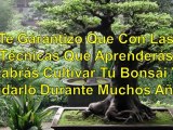 cuidados bonsai - olivo bonsai - bonsai carmona