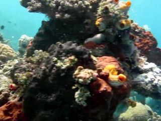 Diving Bunaken (Indonesia)
