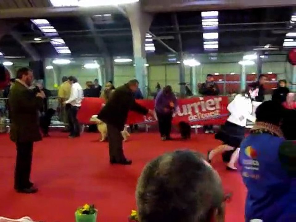 Guidelle de Bihan ki Breizh lors de l'attibution du meilleur du groupe 8 CAC CACIB Niort 12-2-12