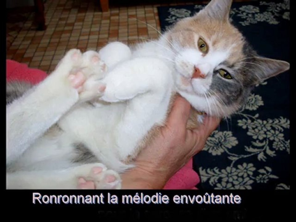 Le chat notre compagnon . poésie de Soli