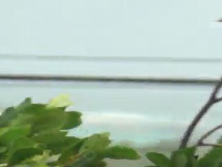 observing tropical storm Irene in Anguilla August 2011 video 2