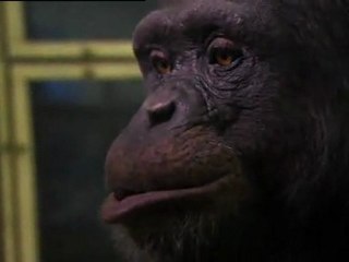 Le chimpanzé le plus intelligent du monde ?