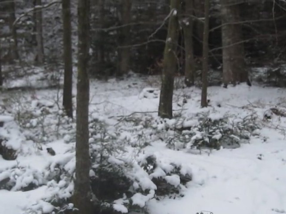 A1-A2 Textproduktion Fischotter am Lagenbach gesichtet