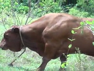 A big bull blocking the way.