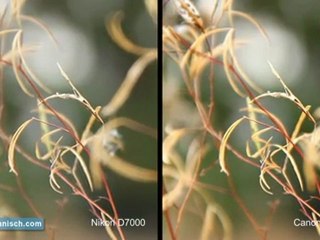 Nikon D7000 vs. Canon 7D- Depth of Field