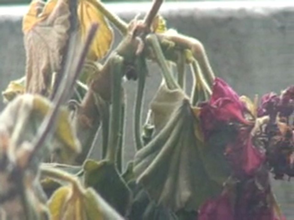 JARDIN D HIVER 2012