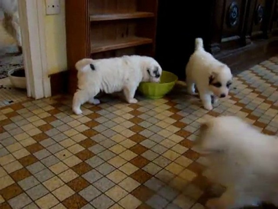 chiots Galadriel a 4 semaines