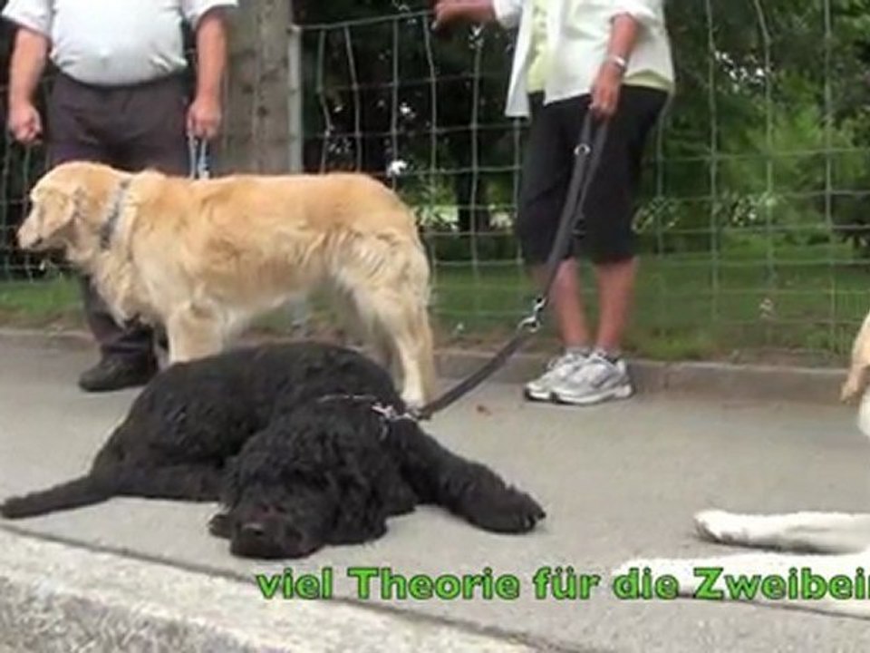 Therapiehund in Ausbildung